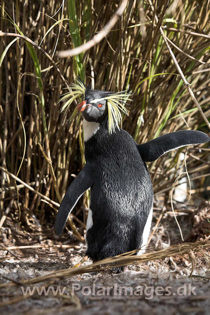 Northern Rockhopper - Nightingale Island_MG_1525