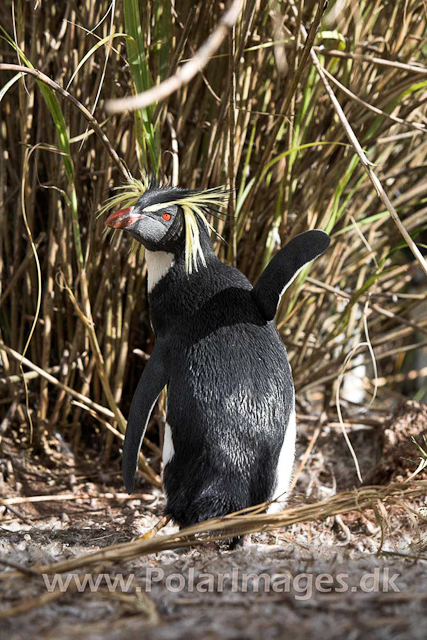 Northern Rockhopper - Nightingale Island_MG_1526