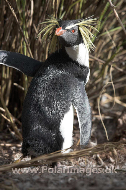 Northern Rockhopper - Nightingale Island_MG_1527