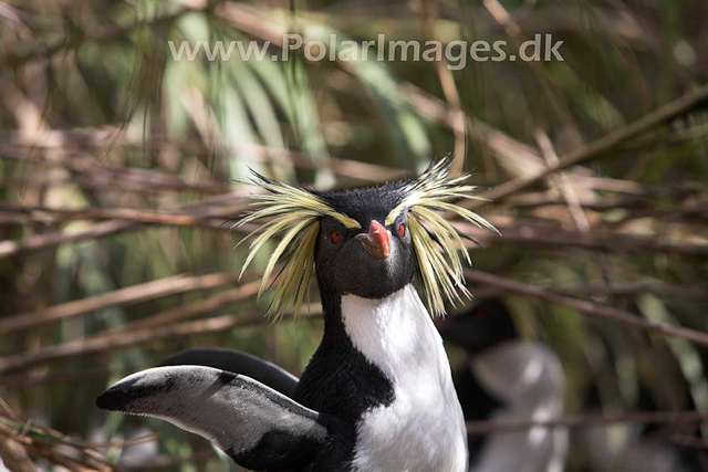 Northern Rockhopper - Nightingale Island_MG_1529