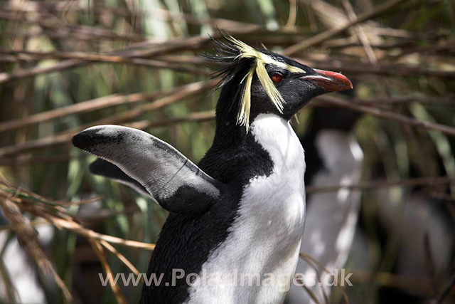 Northern Rockhopper - Nightingale Island_MG_1530