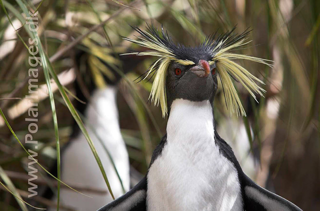 Northern Rockhopper - Nightingale Island_MG_1533