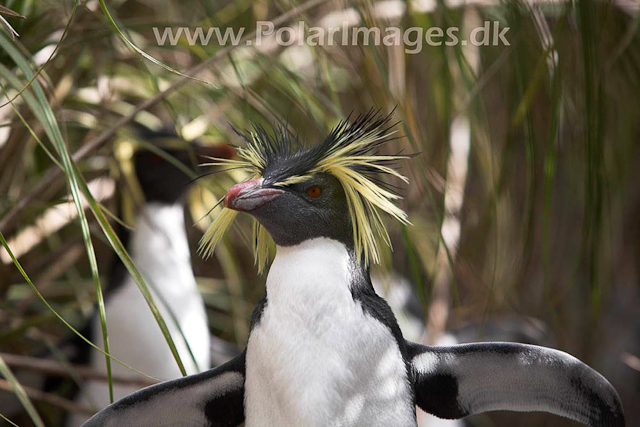 Northern Rockhopper - Nightingale Island_MG_1536