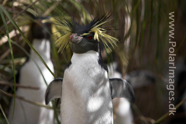 Northern Rockhopper - Nightingale Island_MG_1538