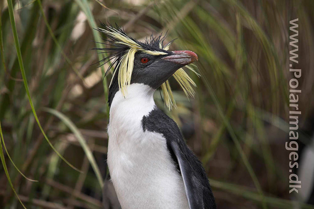 Northern Rockhopper - Nightingale Island_MG_1542