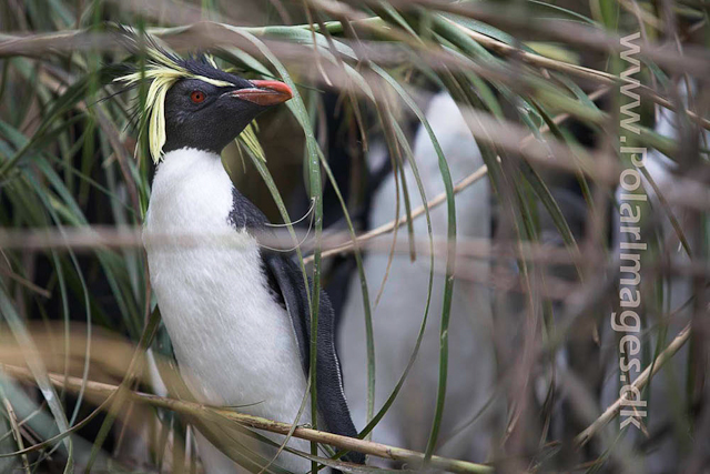 Northern Rockhopper - Nightingale Island_MG_1543