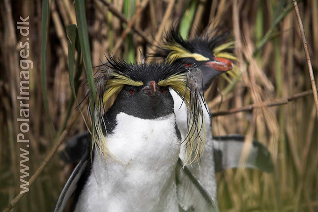 Northern Rockhopper - Nightingale Island_MG_1549