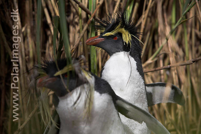 Northern Rockhopper - Nightingale Island_MG_1551