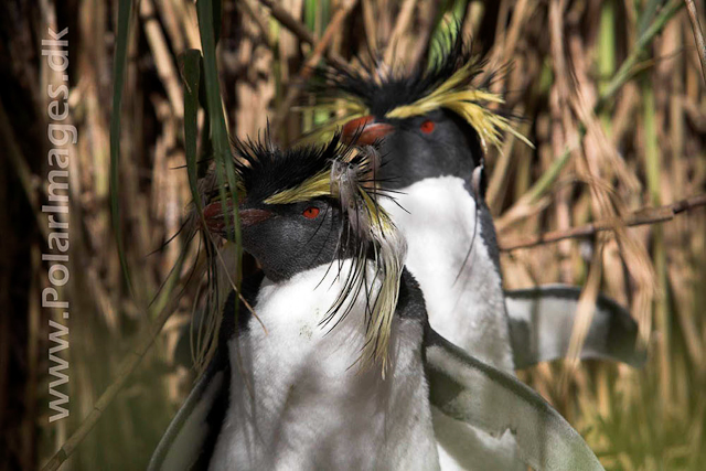 Northern Rockhopper - Nightingale Island_MG_1553