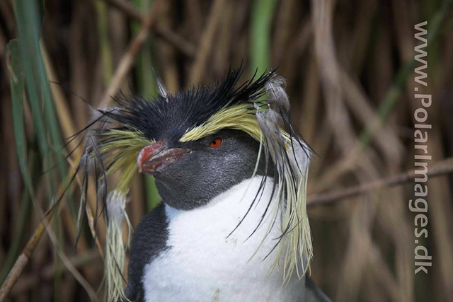 Northern Rockhopper - Nightingale Island_MG_1565