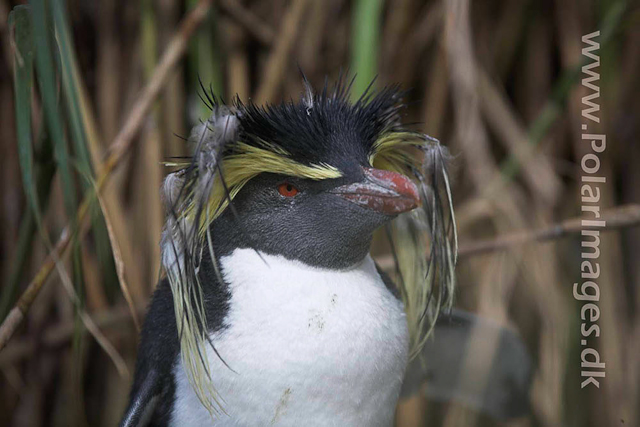 Northern Rockhopper - Nightingale Island_MG_1570