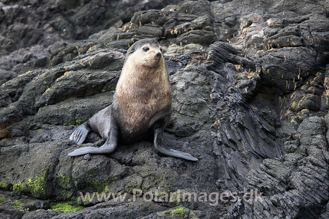 Sub-Antarctic Fur Seal - Nightingale Island_MG_1399
