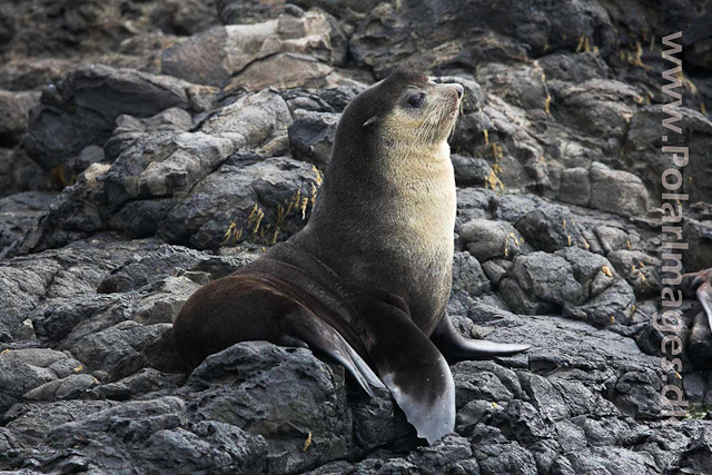 Sub-Antarctic Fur Seal - Nightingale Island_MG_1404