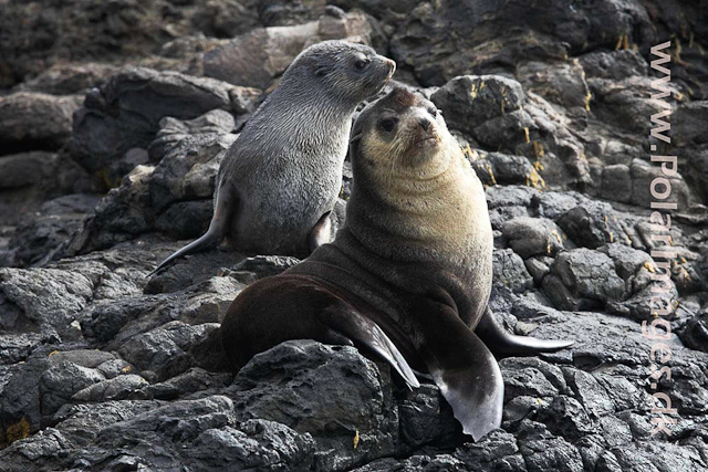 Sub-Antarctic Fur Seal - Nightingale Island_MG_1409