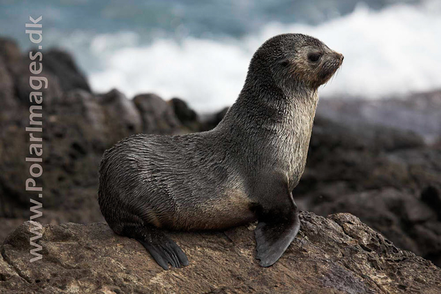 Sub-Antarctic Fur Seal - Nightingale Island_MG_1413
