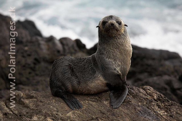 Sub-Antarctic Fur Seal - Nightingale Island_MG_1417