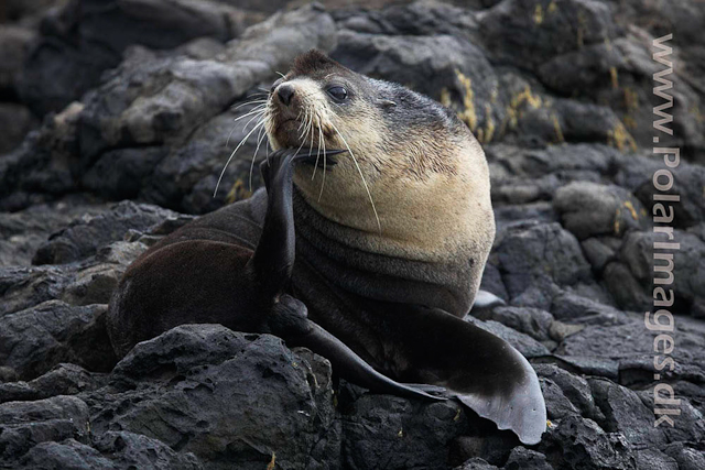 Sub-Antarctic Fur Seal - Nightingale Island_MG_1428