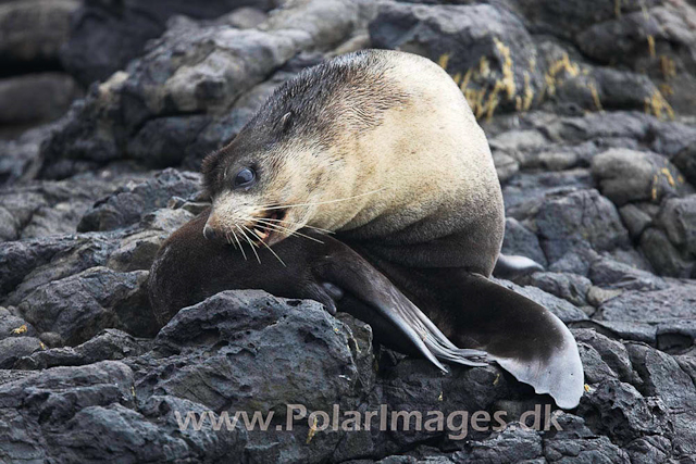 Sub-Antarctic Fur Seal - Nightingale Island_MG_1431