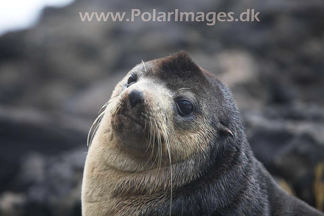Sub-Antarctic Fur Seal - Nightingale Island_MG_1446