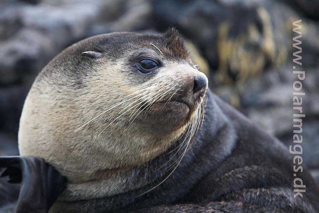 Sub-Antarctic Fur Seal - Nightingale Island_MG_1452