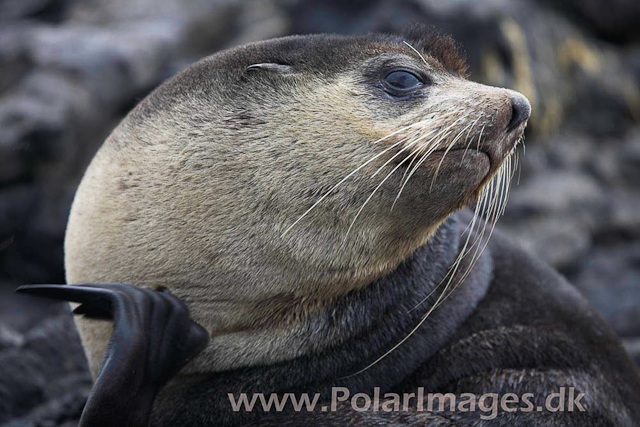Sub-Antarctic Fur Seal - Nightingale Island_MG_1460