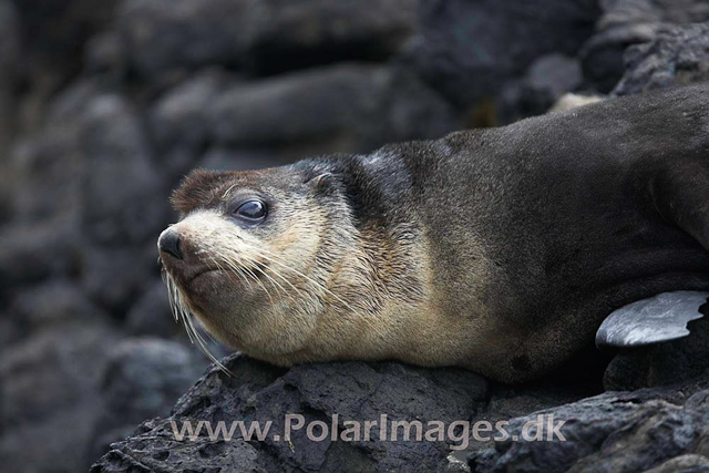 Sub-Antarctic Fur Seal - Nightingale Island_MG_1479