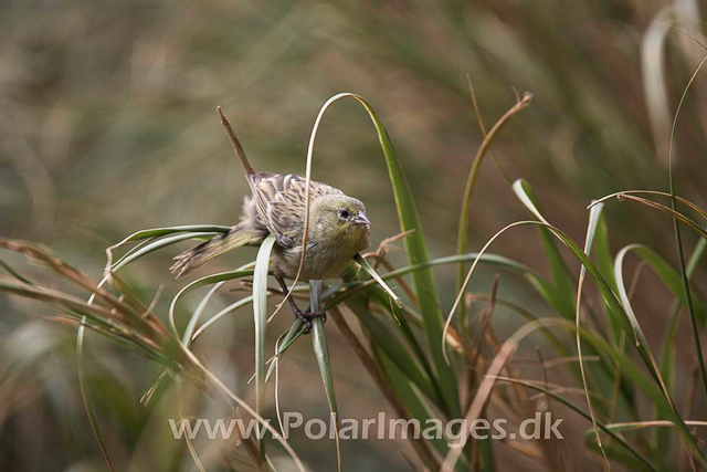 Tristan Bunting - Nightingale Island_MG_1485