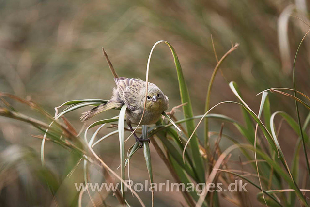 Tristan Bunting - Nightingale Island_MG_1486