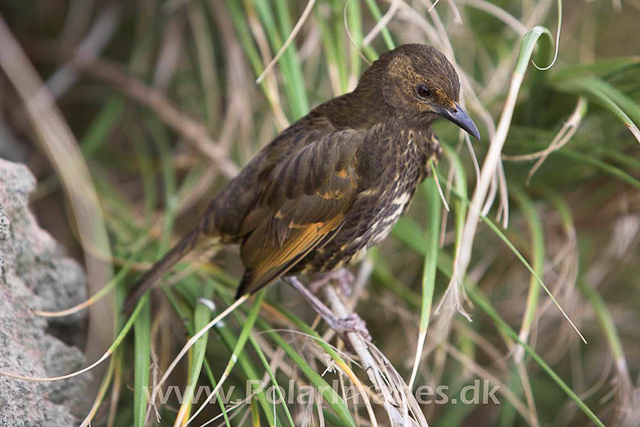 Tristan Thrush - Nightingale Island_MG_1598