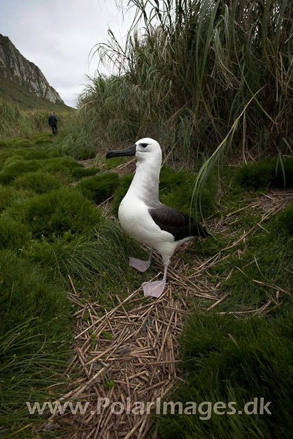 Yellownose Albatross chick - Nightingale Island_MG_1506