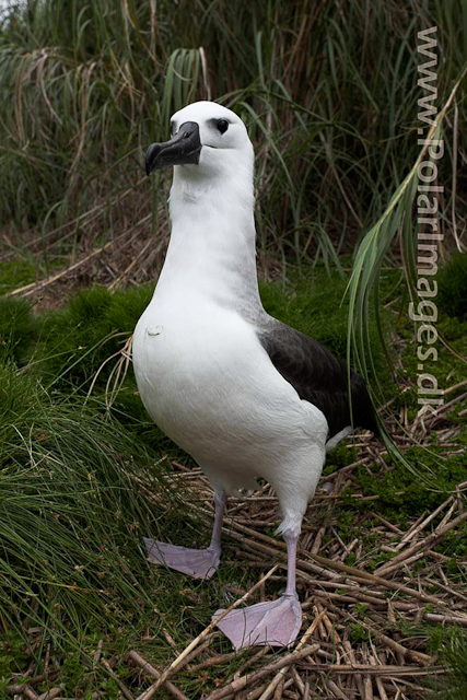 Yellownose Albatross chick - Nightingale Island_MG_1510