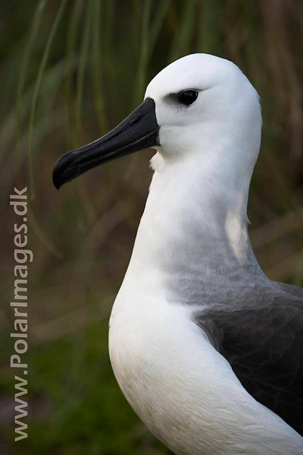 Yellownose Albatross chick - Nightingale Island_MG_1578