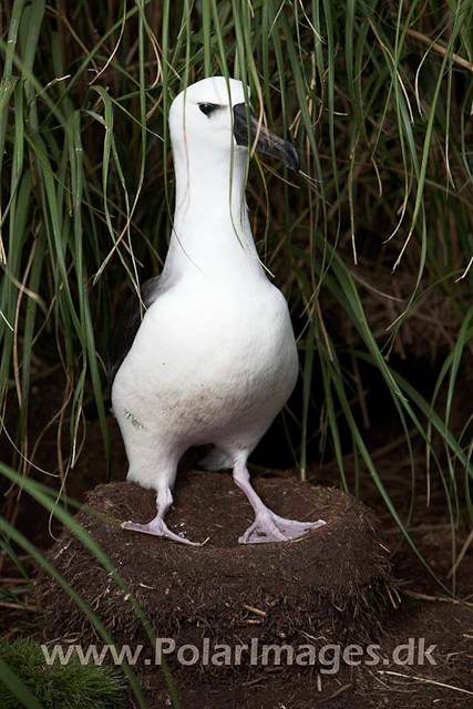 Yellownose Albatross chick - Nightingale Island_MG_1584