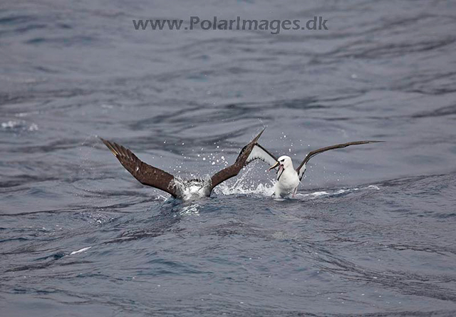Yellownose albatross_MG_3702