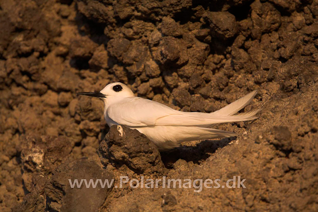 Fairy Tern_MG_1950