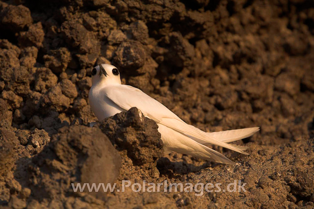 Fairy Tern_MG_1957