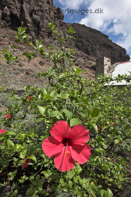 Lemon Valley - St. Helena_MG_7764