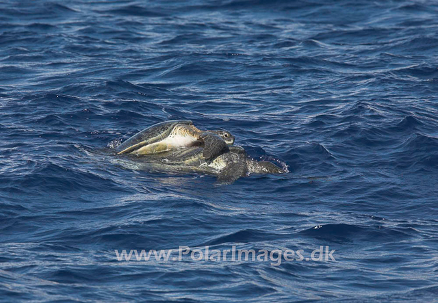 Mating Green turtles_MG_1853