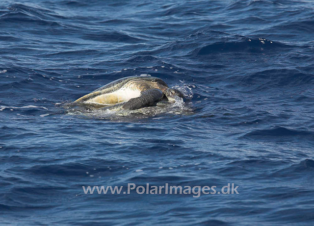 Mating Green turtles_MG_1859