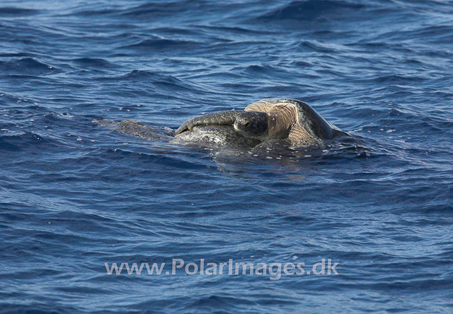 Mating Green turtles_MG_1865