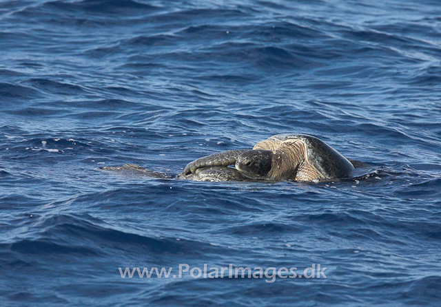 Mating Green turtles_MG_1866