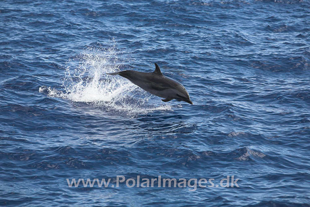 Pan-tropical Spotted Dolphin_MG_1769