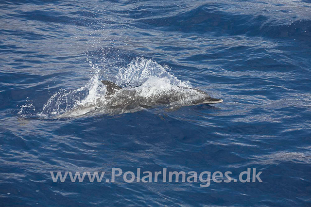 Pan-tropical Spotted Dolphin_MG_1806