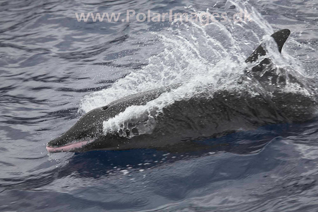 Rough-toothed Dolphin_MG_1713