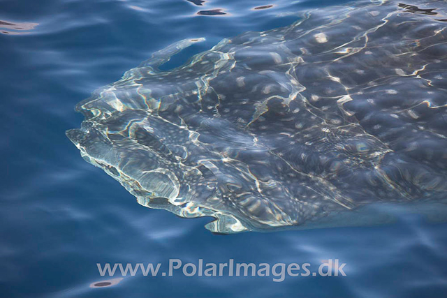 Whale Shark_MG_1721