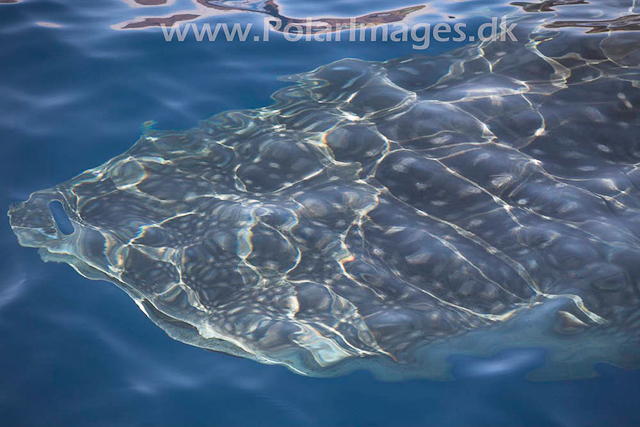 Whale Shark_MG_1722