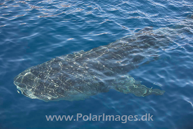 Whale Shark_MG_1723