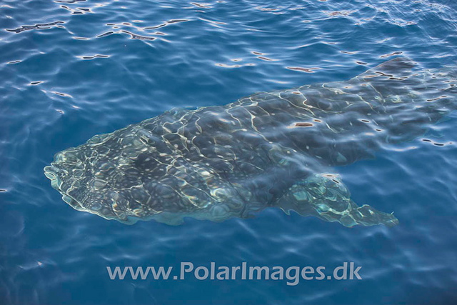 Whale Shark_MG_1724