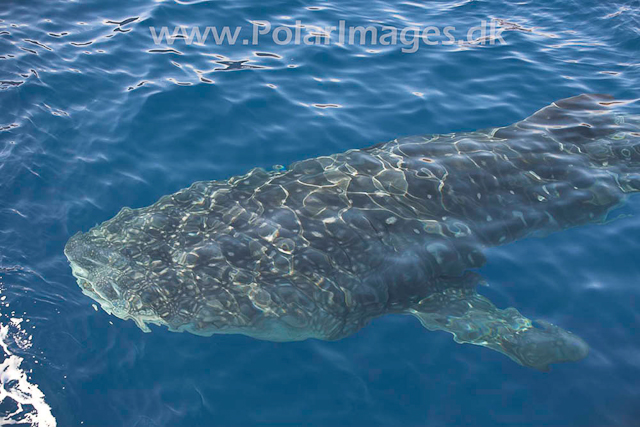 Whale Shark_MG_1725
