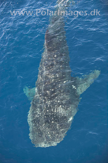 Whale Shark_MG_1726
